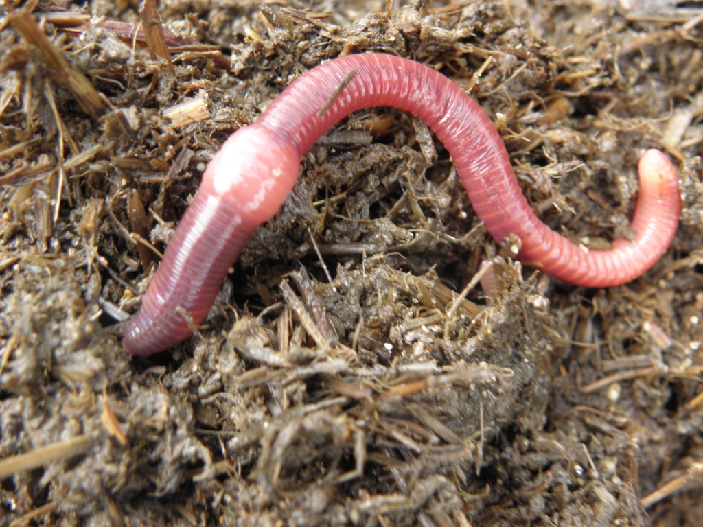 Lombricompostage : Où trouver des vers de compost ?